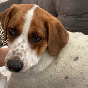 Meet your Posher, Poppy